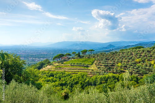 Montalbano Olive Groves and Vineyards near San Baronto