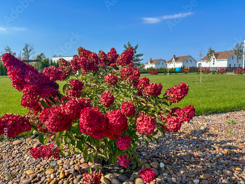 Decorative flowers adorn the backyard of a private house.