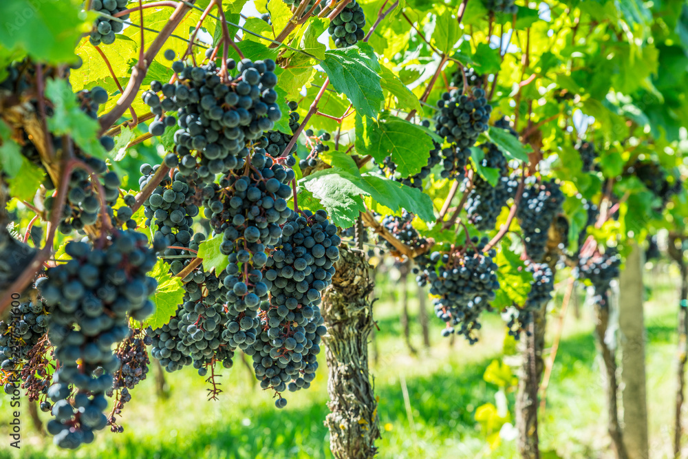 Fototapeta premium Close up of ripe black grapes growing in clusters on green vine in sunny vineyard.