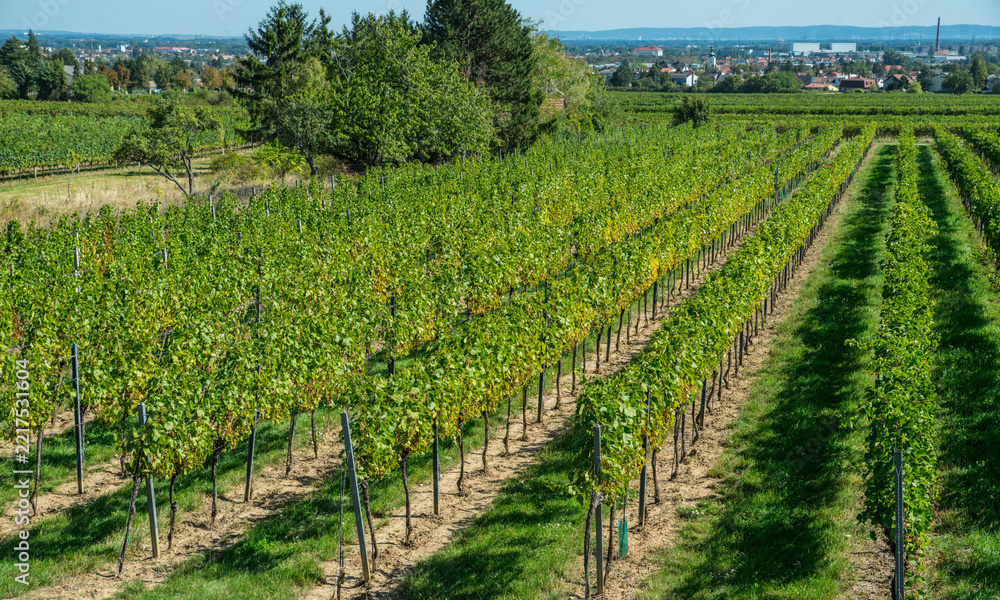 Fototapeta premium Wide panorama of green vineyard rows stretching across countryside under clear blue sky.