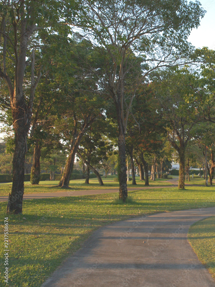 Naklejka premium Winding Paved Path Through Lush Green Park with Tall Trees