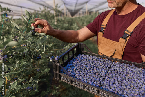 Farmer picking fresh blueberries on a farm.