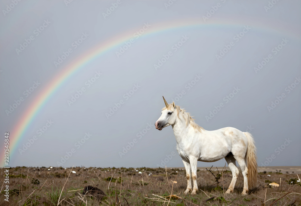 Fototapeta premium Fantasy and imagination concept, white unicorn standing in a wild meadow under a colorful rainbow in a cloudy sky for magical storytelling themes