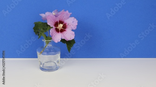 Syrian hibiscus flower (Hibiscus syriacus) in a clear glass bottle, with a blue chroma key background and copy space for text.