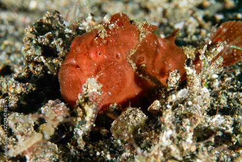 Bright red frogfish camouflaged in sandy ocean floor macro portrait