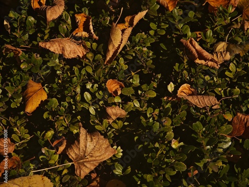 Fallen yellow leaves on branches and on green grass and bushes.