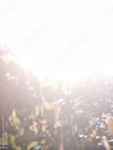 Cold sunlight breaks through the yellow foliage.