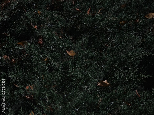 Fallen yellow leaves on branches and on green grass and bushes.