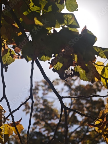 Cold sunlight breaks through the yellow foliage.