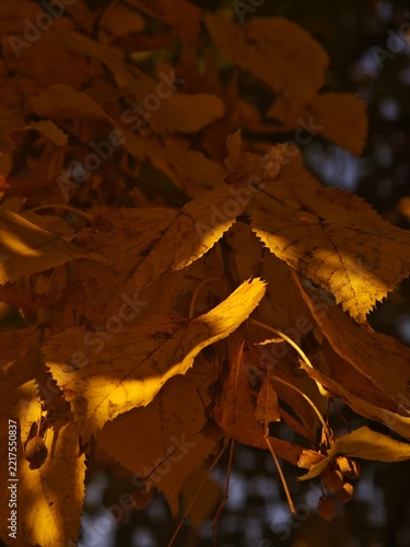 Autumn leaves on a tree. Yellow and gold colors. 