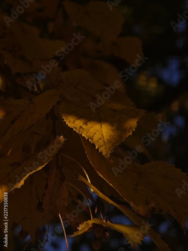 Autumn leaves on a tree. Yellow and gold colors. 