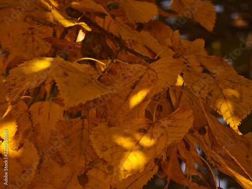 Autumn leaves on a tree. Yellow and gold colors. 