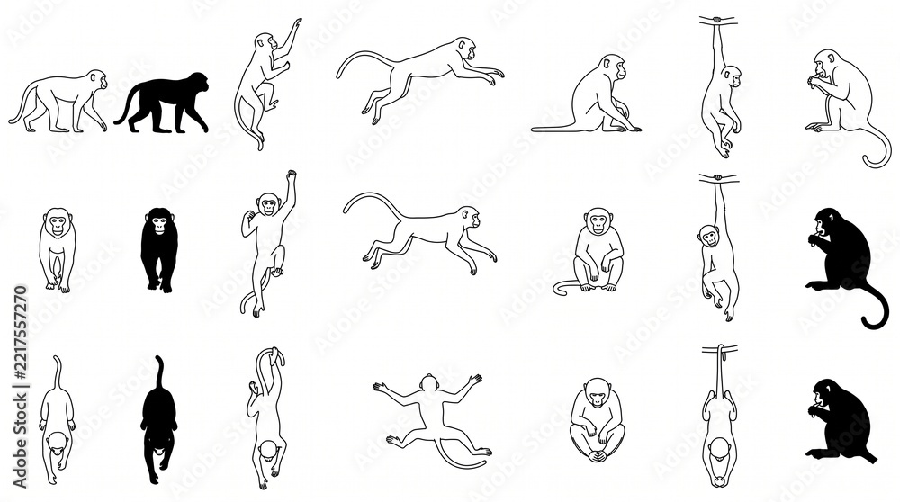 Fototapeta premium Monkey Wildlife Action CAD Blocks Top View Front and Side Elevation
