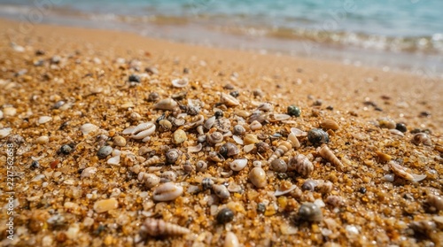 Small sea shells scattered on a golden sandy beach by the ocean water.
