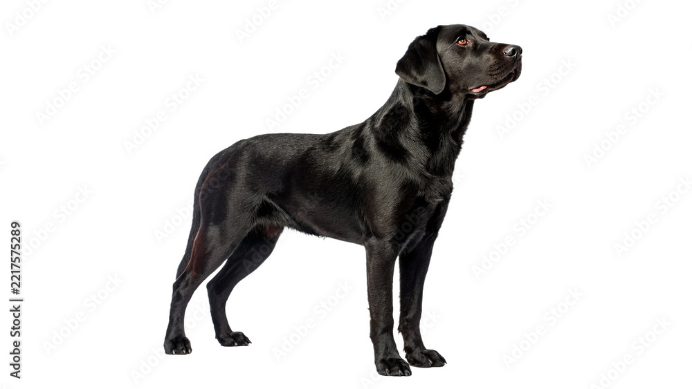 Fototapeta premium Single beautiful dark black labrador dog standing full body isolated on transparent background