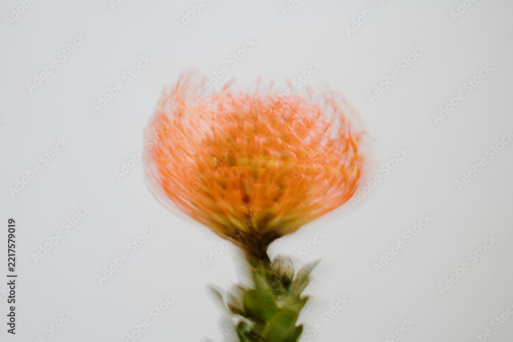 Fototapeta premium Dreamy Blurred Orange Leucospermum Stem Isolated On A Minimalist Background