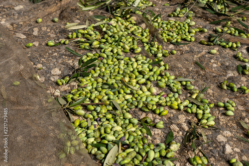 The Gathering: Harvested Barnea Olives Resting on Collection Nets Beneath Orchard Trees