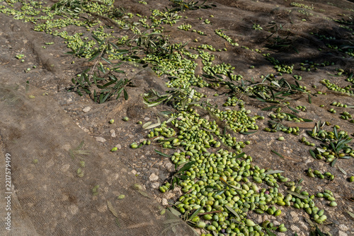 The Gathering: Harvested Barnea Olives Resting on Collection Nets Beneath Orchard Trees