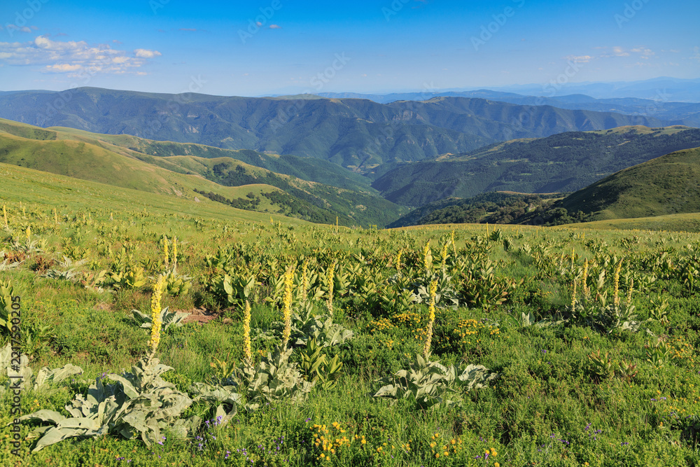 Naklejka premium Vast Stara Planina mountain landscape with rolling green hills, a deep valley, and blooming yellow mullein flowers under a blue sky