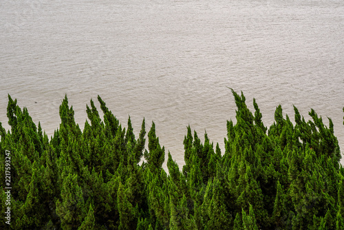Dense row of wind-swept evergreen cypress trees lining a calm, overcast riverbank