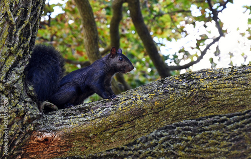 black squirrel in closeup view perched on thick tree branch. bright black eyes. heavy fine fur. bushy tail. soft background of green foliage. parks, animals and outdoors concept. small city animals.  