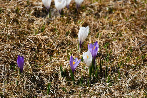 A great many white and violet crocuses in the high mountains during the spring flowering season.