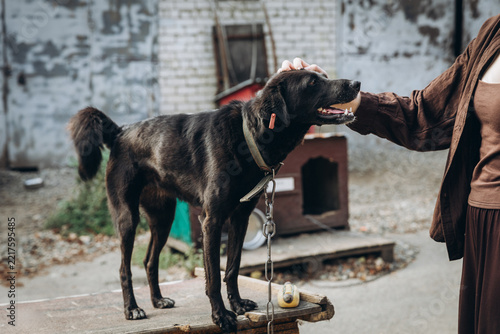A black mixed-breed dog with a fluffy tail stands on a wooden platform, tethered near its kennel; a hand is gently petting its head; the dog looks happy, with its mouth slightly open