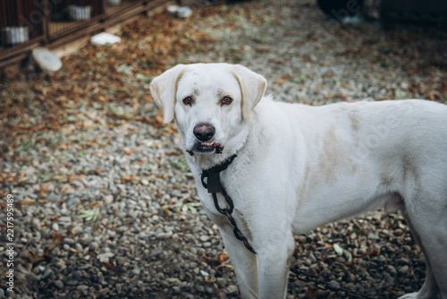 A white mixed-breed dog wearing a chain collar looks at the camera with a calm, sad expression; shot outdoors