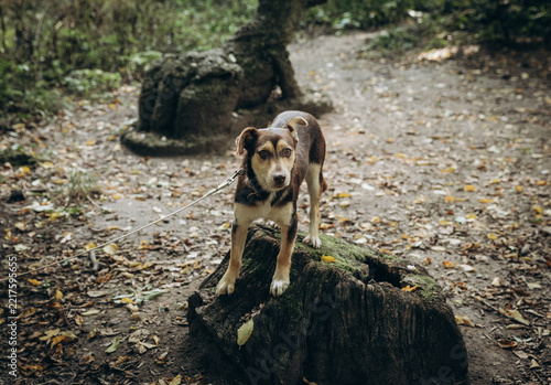 A brown-and-white mixed-breed dog stands alert on a mossy tree stump in an autumn forest, on a leash, surrounded by fallen leaves
