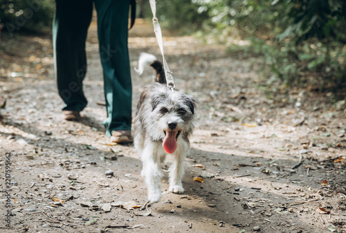 A happy shaggy dog trots along a sunlit forest path on a leash, tongue out, walking with its owner on an autumn nature trail