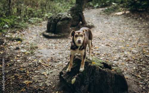 A brown-and-white mixed-breed dog stands alert on a mossy tree stump in an autumn forest, on a leash, surrounded by fallen leaves
