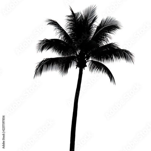 Silhouette of a tall palm tree with lush fronds against a transparent background.