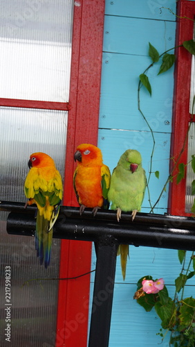 Obraz na plátně Three colorful lovebirds perched together on a black metal railing outside a colorful building on a sunny day
