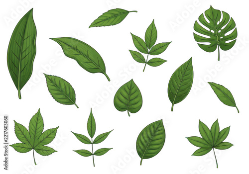 Collection of various green plant leaves including tropical monstera and maple shapes, ideal for nature-themed designs.