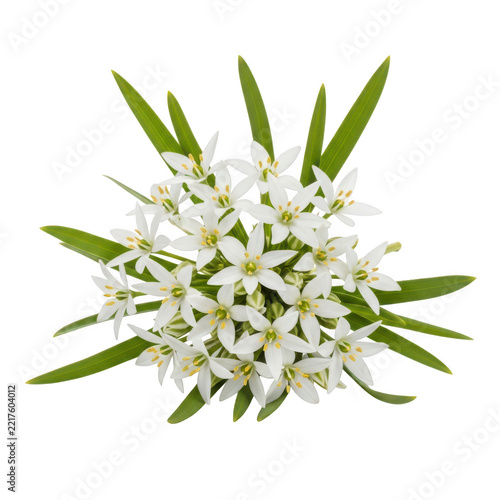 Cluster of delicate white star flowers with green leaves arranged in radial pattern on transparent background ideal for floral arrangements.