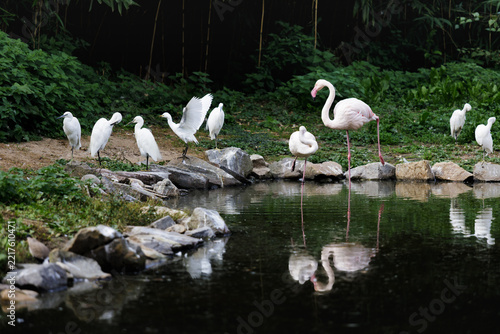 Greater Flamingos and White Egrets Gathering Around a Peaceful Green Pond