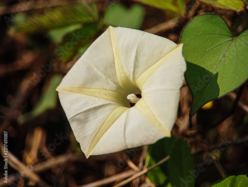 Close up wild white morning glory flower bloom
