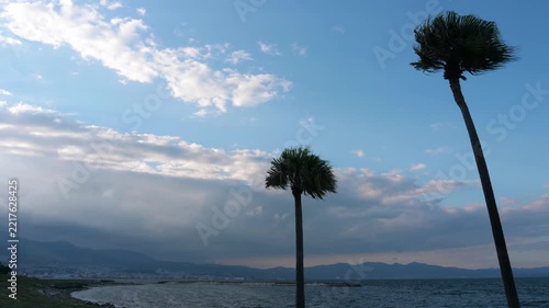ヤシの木、田ノ浦ビーチ、別府湾