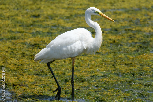 A great white egret walks along the riverbank in July.