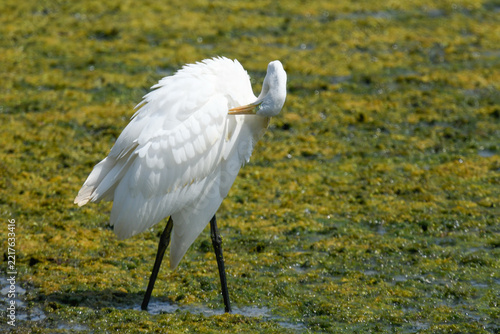 A great white egret walks along the riverbank in July.
