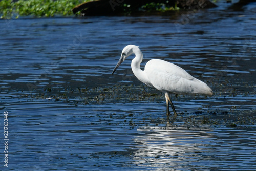 Little egret on the river foraging for food in July