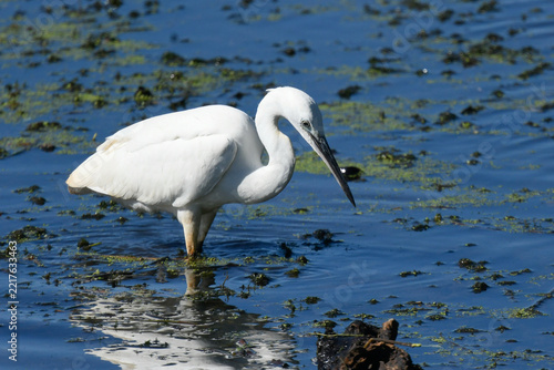 Little egret on the river foraging for food in July