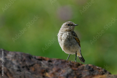A small Northern Wheatear pausing on a high-mountain meadow during migration in summer.