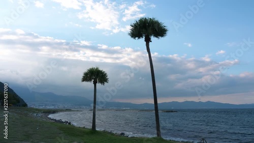 ヤシの木、田ノ浦ビーチ、別府湾
