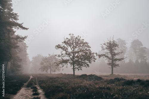 Foggy Heathland Path and Oak Trees at Grasmoor near Achmer, Bramsche