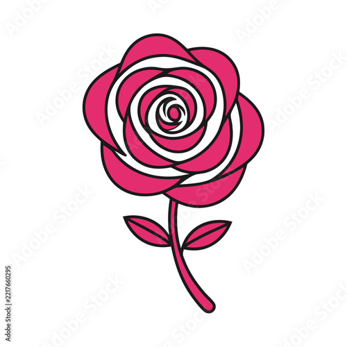 pink rose isolated on white
