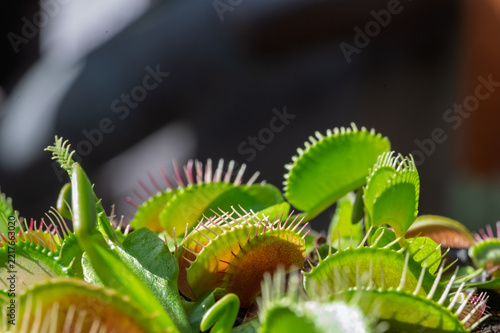 Jeune piège en croissance d'une plante carnivore Vénus gobe-mouche