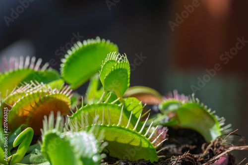 Jeune piège en croissance d'une plante carnivore Vénus gobe-mouche