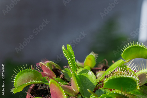 Piège vertical dressé au centre d'une plante carnivore Vénus gobe-mouche