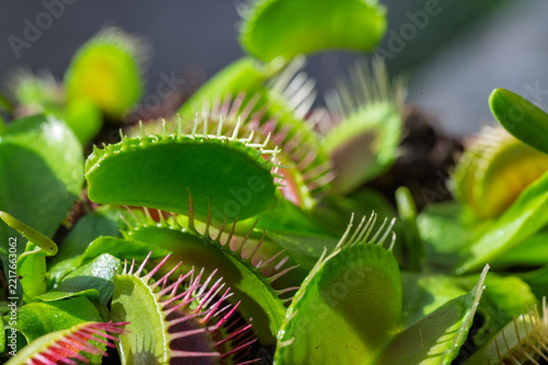 Gros plan macro sur la profusion de pièges d'une Vénus gobe-mouche
